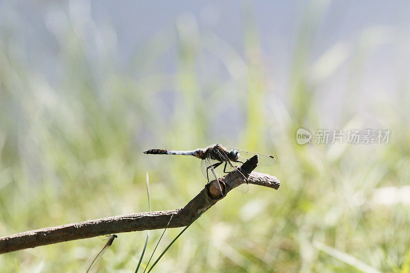 白尾Skimmer (Orthetrum albistylum)雄性